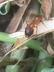 Camponotus festinatus