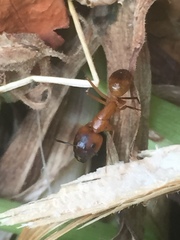 Camponotus festinatus
