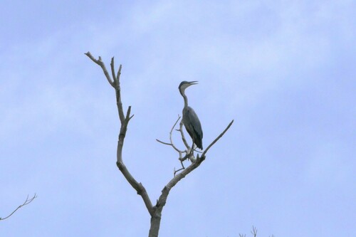 Black-headed Heron