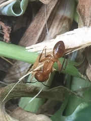 Camponotus festinatus