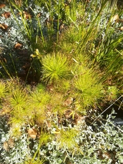 Cyperus prolifer