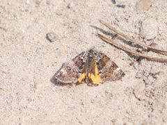 Archiearinae