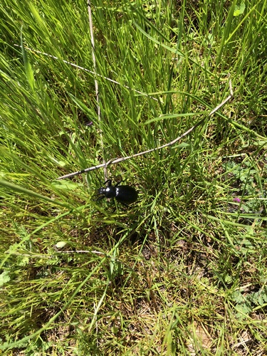iNaturalist observation photo of Dentate Stink Beetle