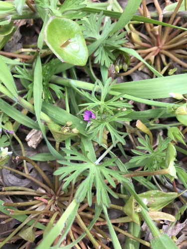 iNaturalist observation photo of Cut-leaved crane's-bill