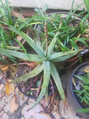 Aloe pictifolia