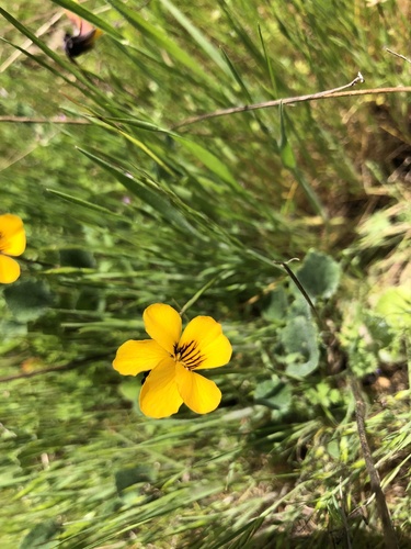 iNaturalist observation photo of California Golden Violet