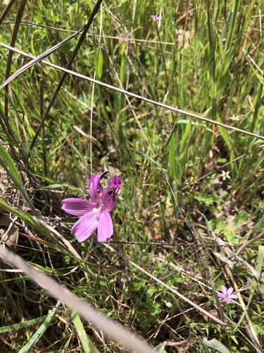 iNaturalist observation photo of checkerbloom