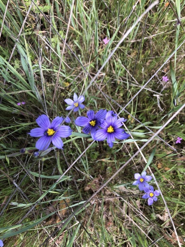 iNaturalist observation photo of western blue-eyed grass