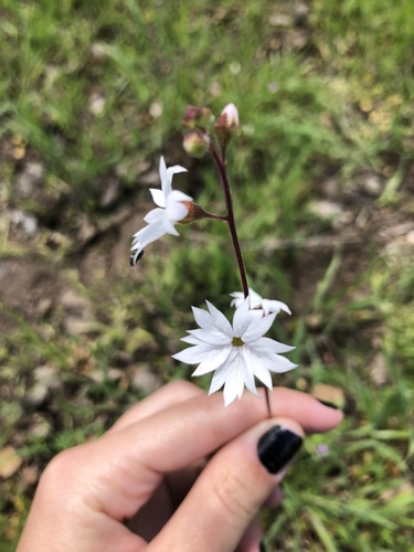 iNaturalist observation photo of San Francisco woodland-star