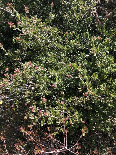 iNaturalist observation photo of coast live oak