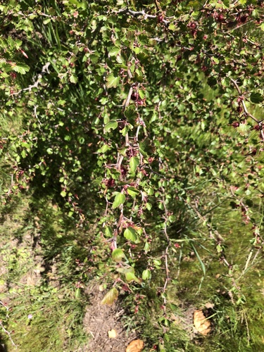 iNaturalist observation photo of hillside gooseberry