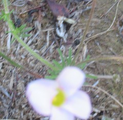 Oxalis tenuifolia