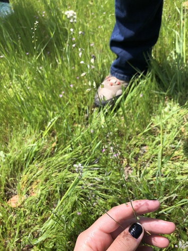 iNaturalist observation photo of Brassicodae