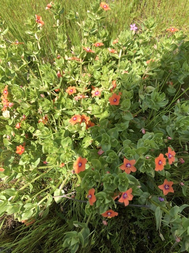 iNaturalist observation photo of scarlet pimpernel