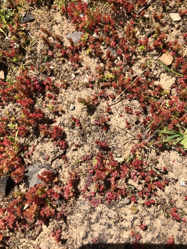 iNaturalist observation photo of Mossy Stonecrop