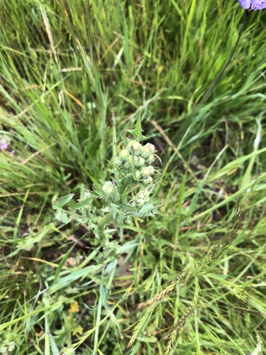 iNaturalist observation photo of hawksbeards