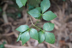 Eleutherococcus trifoliatus setosus