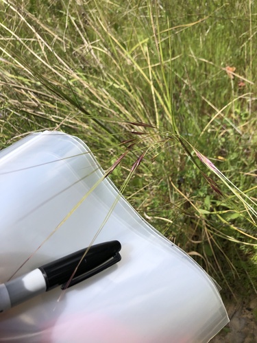 iNaturalist observation photo of purple needlegrass