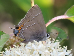 Satyrium favonius