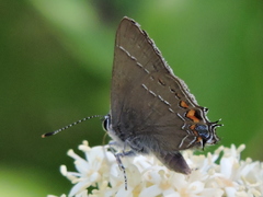 Satyrium favonius