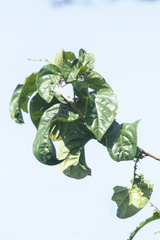 Cordia eriostigma image