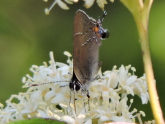 Satyrium favonius