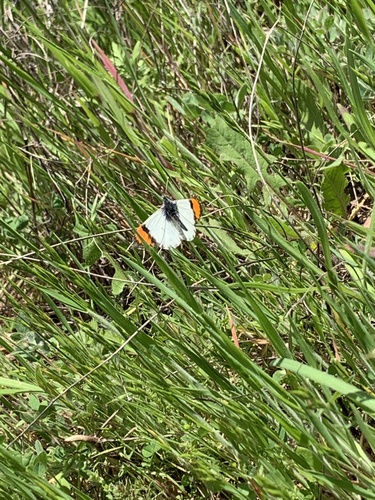 iNaturalist observation photo of Sara Orangetip