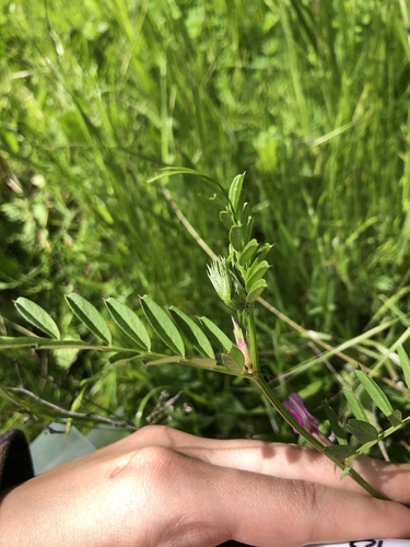 iNaturalist observation photo of Common Vetch