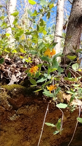Image of Lonicera flava by no rights reserved