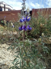 Lupinus altimontanus