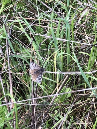 iNaturalist observation photo of Propertius Duskywing