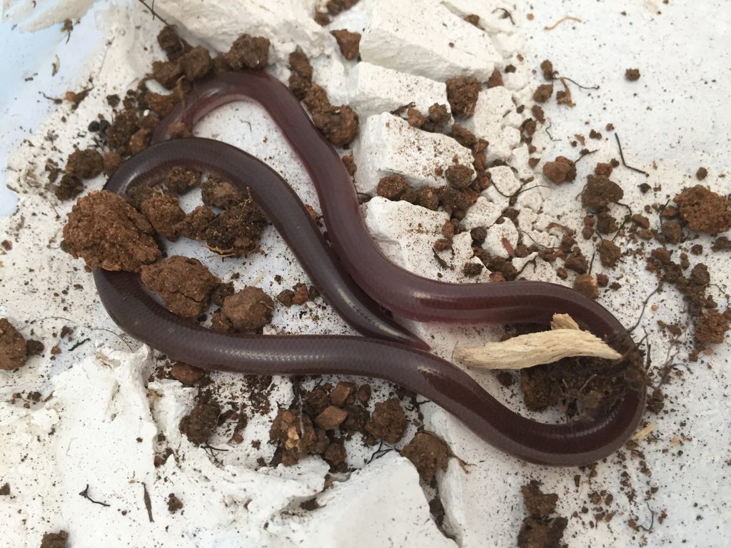 Puerto Rican Coastal Blindsnake