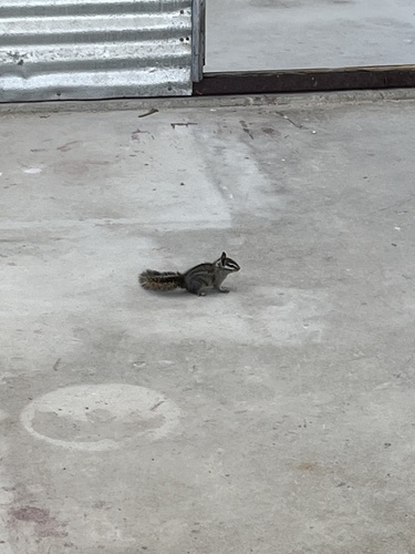 iNaturalist observation photo of Western Chipmunks