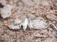 Lobophora halterata