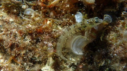 Dalmatian blenny