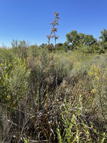 Image of Cladium californicum by (c) Martin Purdy, some rights reserved (CC BY)
