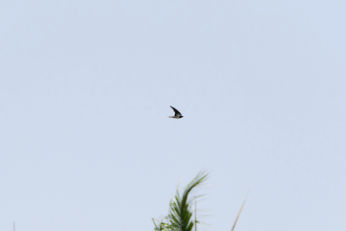 Red-chested Swallow (Hirundo lucida), photo 10