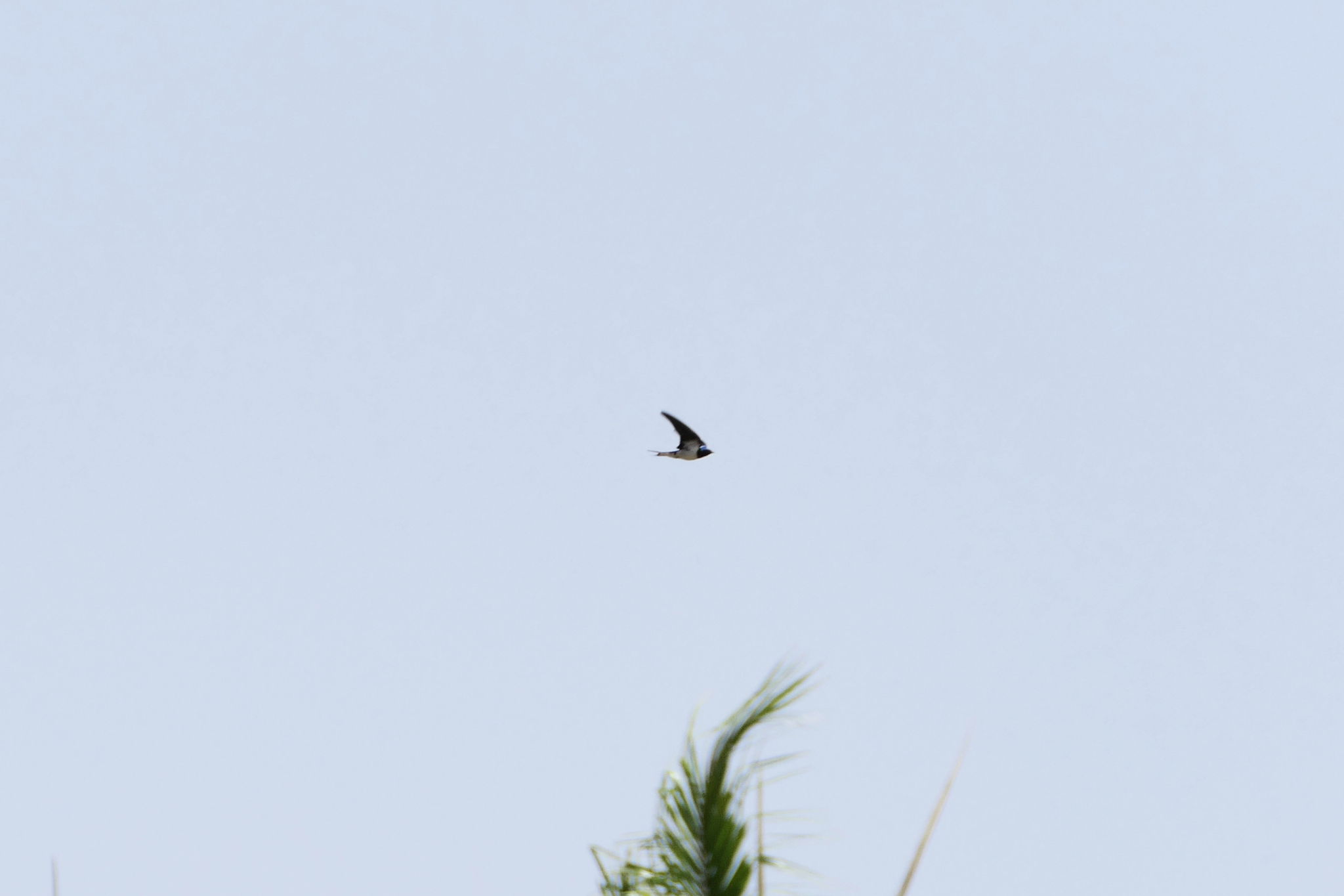 Red-chested Swallow illustration