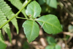 Eleutherococcus trifoliatus setosus