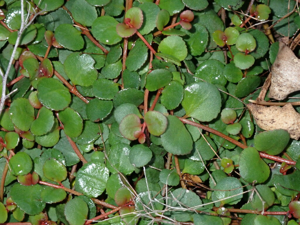 creeping raspwort from Yuraygir NSW 2464, Australia on April 9, 2024 at ...