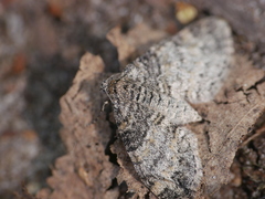 Lobophora halterata