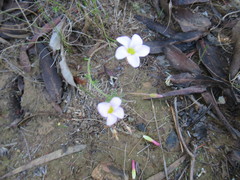 Oxalis tenuifolia