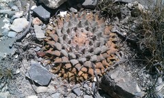Ariocarpus retusus retusus