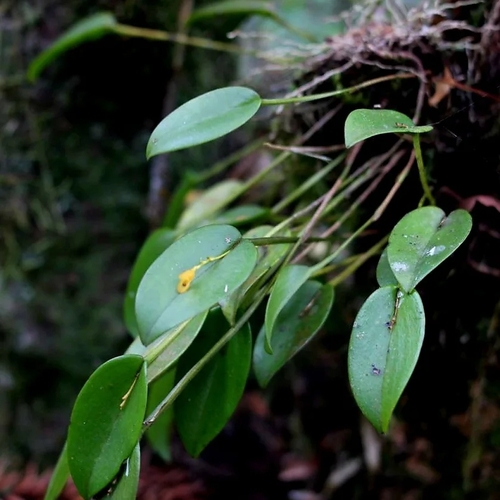 Acianthera luteola, photograph 6