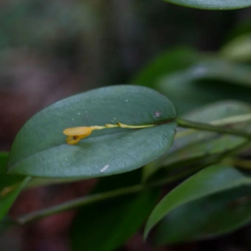 Image of Acianthera Luteola (Acianthera luteola) by (c) Patrícia Mees, some rights reserved (CC BY)