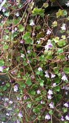 Cymbalaria muralis