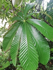 Pourouma cecropiifolia