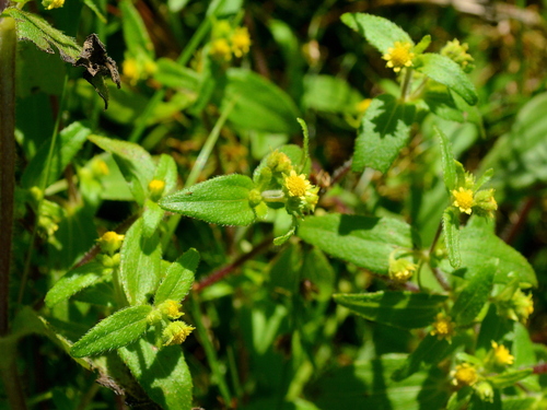 Image of Jaegeria hirta by (c) vinicius_s_domingues, some rights reserved (CC BY)