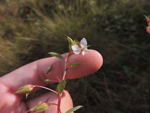 Image of Sauvagesia erecta by (c) Fabrício Mil Homens Riella, some rights reserved (CC BY)
