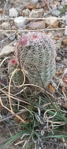 Echinocereus pseudopectinatus